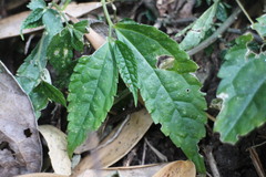 Elatostema cyrtandrifolium