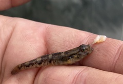 Pomatoschistus pictus