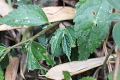 Elatostema cyrtandrifolium