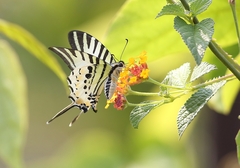 Graphium antiphates