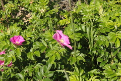 Rosa rugosa