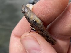 Pomatoschistus pictus