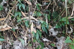 Elatostema cyrtandrifolium