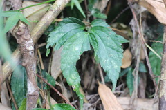 Elatostema cyrtandrifolium