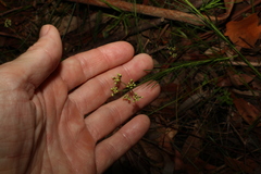 Platysace linearifolia