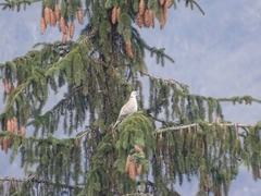 Streptopelia decaocto