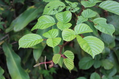 Rubus wallichianus