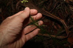 Platysace linearifolia