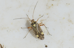 Rhabdomiris striatellus