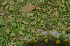 Pultenaea pedunculata