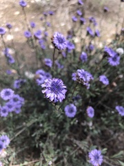 Globularia