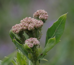 Tessaria absinthioides
