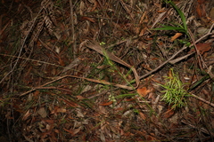Platysace linearifolia