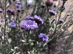 Globularia