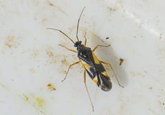 Dryophilocoris flavoquadrimaculatus