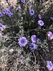 Globularia