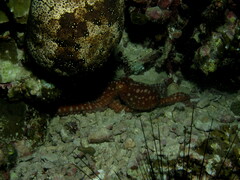 Callistoctopus luteus