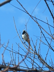 Motacilla alba