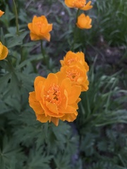 Trollius