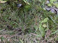 Eragrostis unioloides