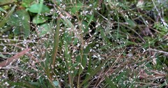 Eragrostis unioloides