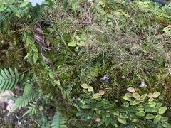 Eragrostis unioloides