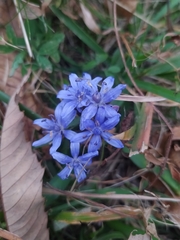 Scilla bifolia