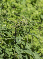 Urtica dioica dioica