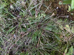 Eragrostis unioloides