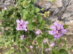 Lantana montevidensis