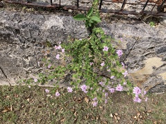 Lantana montevidensis