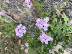 Lantana montevidensis