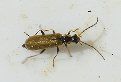 Rhagonycha nigriventris