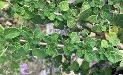 Lantana montevidensis