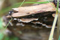 Stereum sanguinolentum