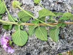 Lantana montevidensis