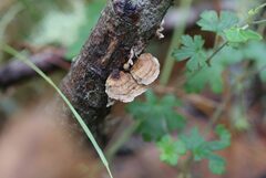 Stereum sanguinolentum