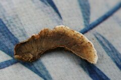 Stereum sanguinolentum