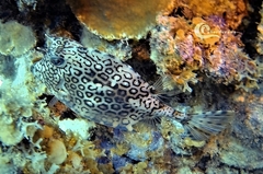 Acanthostracion polygonium