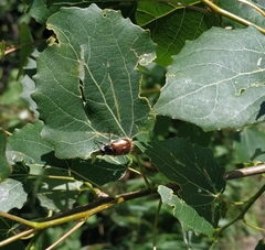 Phyllopertha horticola