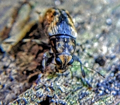 Corrhecerini