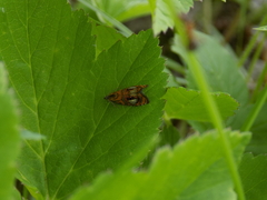 Olethreutes arcuella