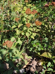 Spiraea beauverdiana