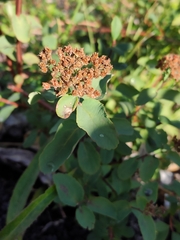 Spiraea beauverdiana