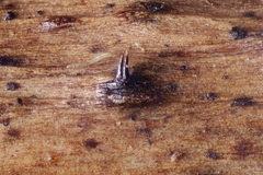 Apiognomonia hystrix