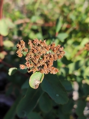 Spiraea beauverdiana