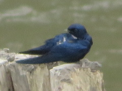 Hirundo nigrita