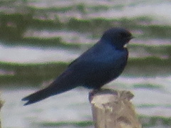 Hirundo nigrita