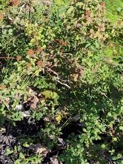 Spiraea beauverdiana