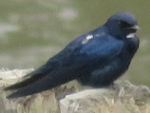 White-throated Blue Swallow